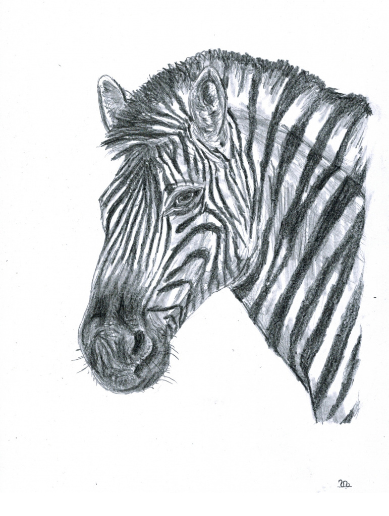 zebra.jpg